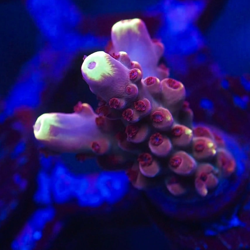 Close-up of a colorful coral with a dark blue background