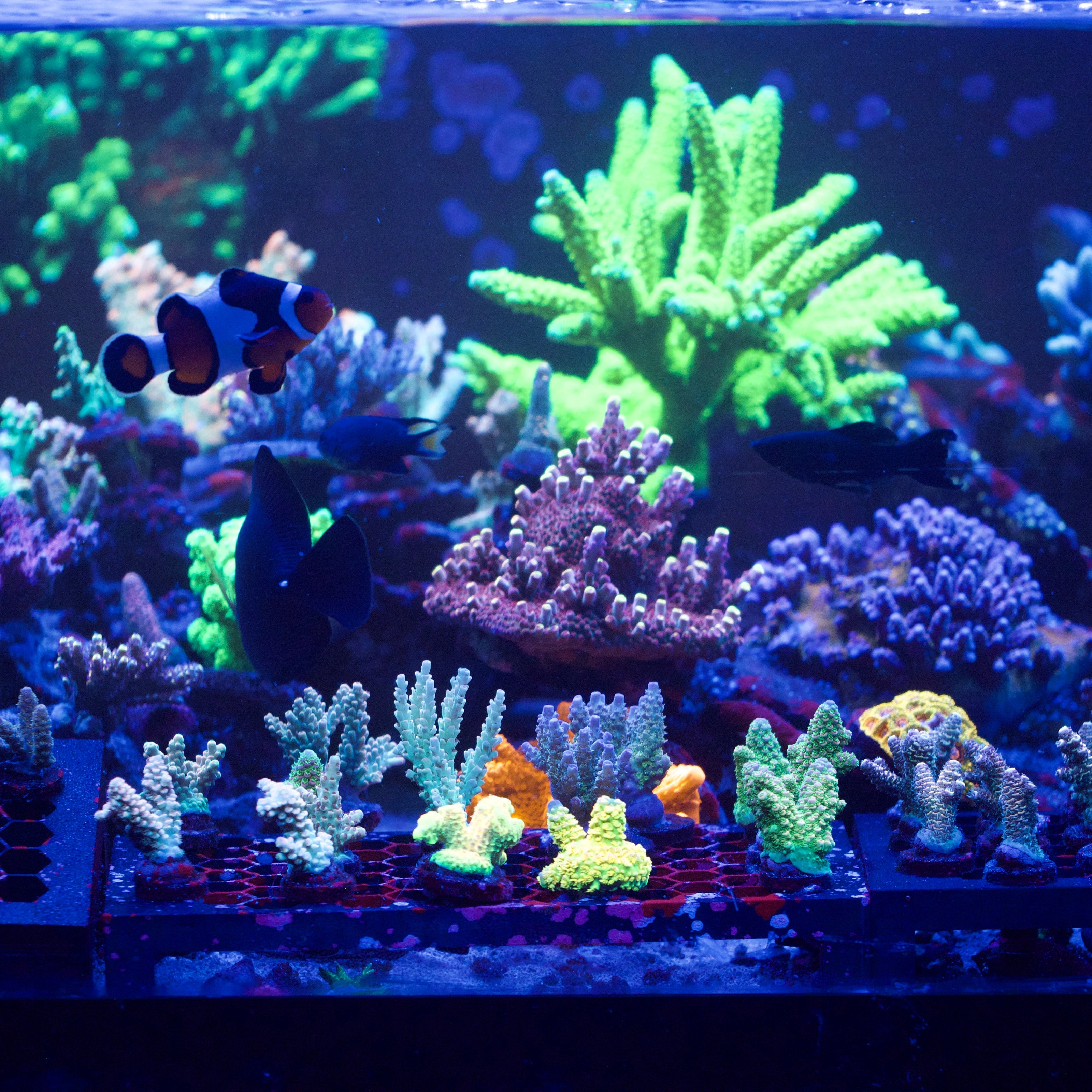 Colorful aquarium with fish and coral