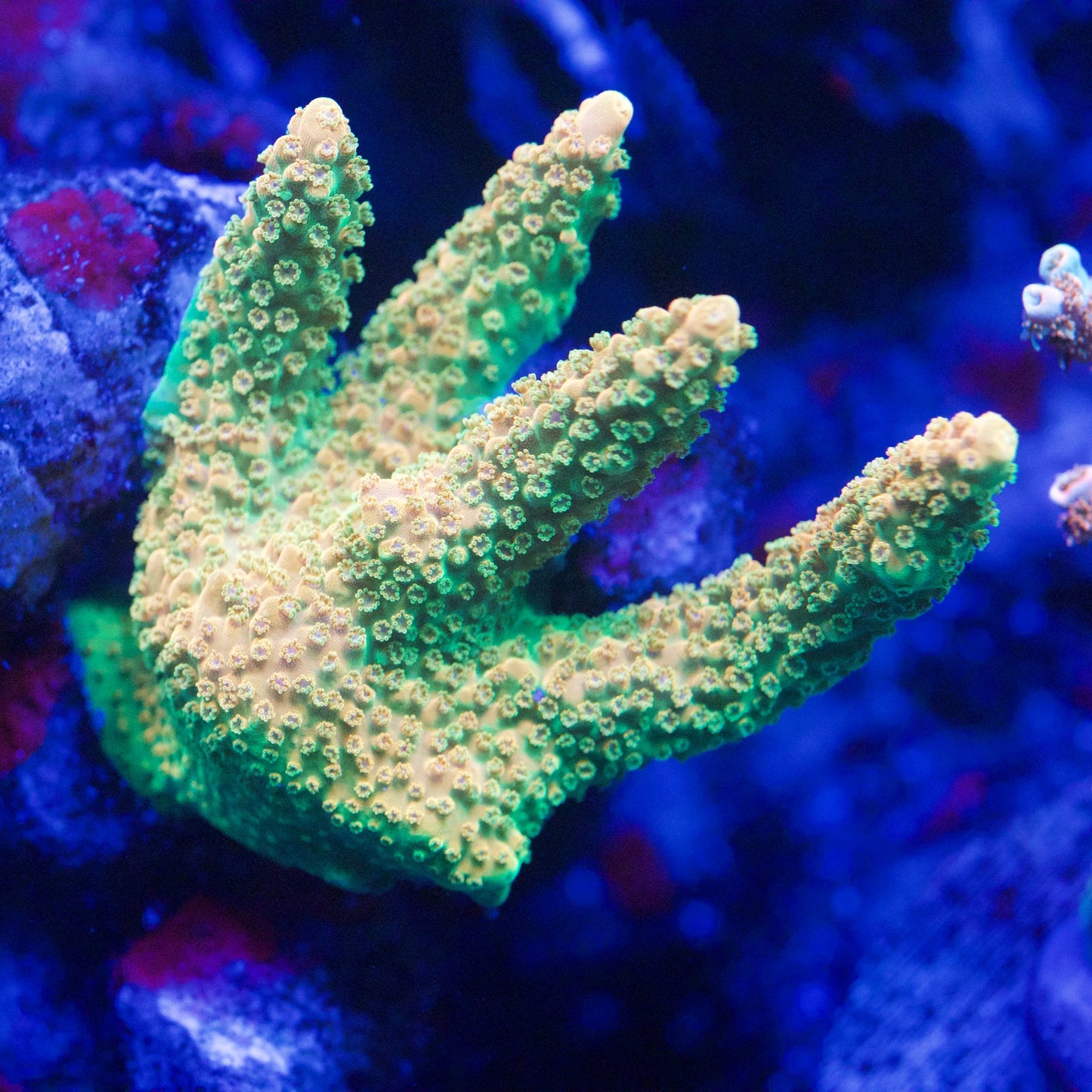 Rainbow Acropora