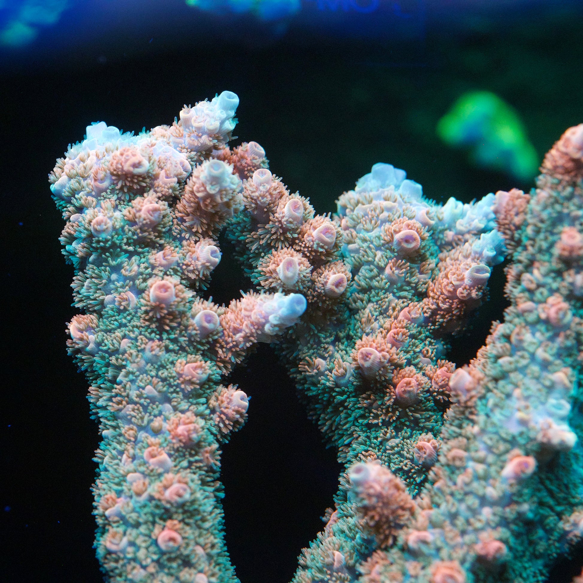 Rainbow Acropora Coral