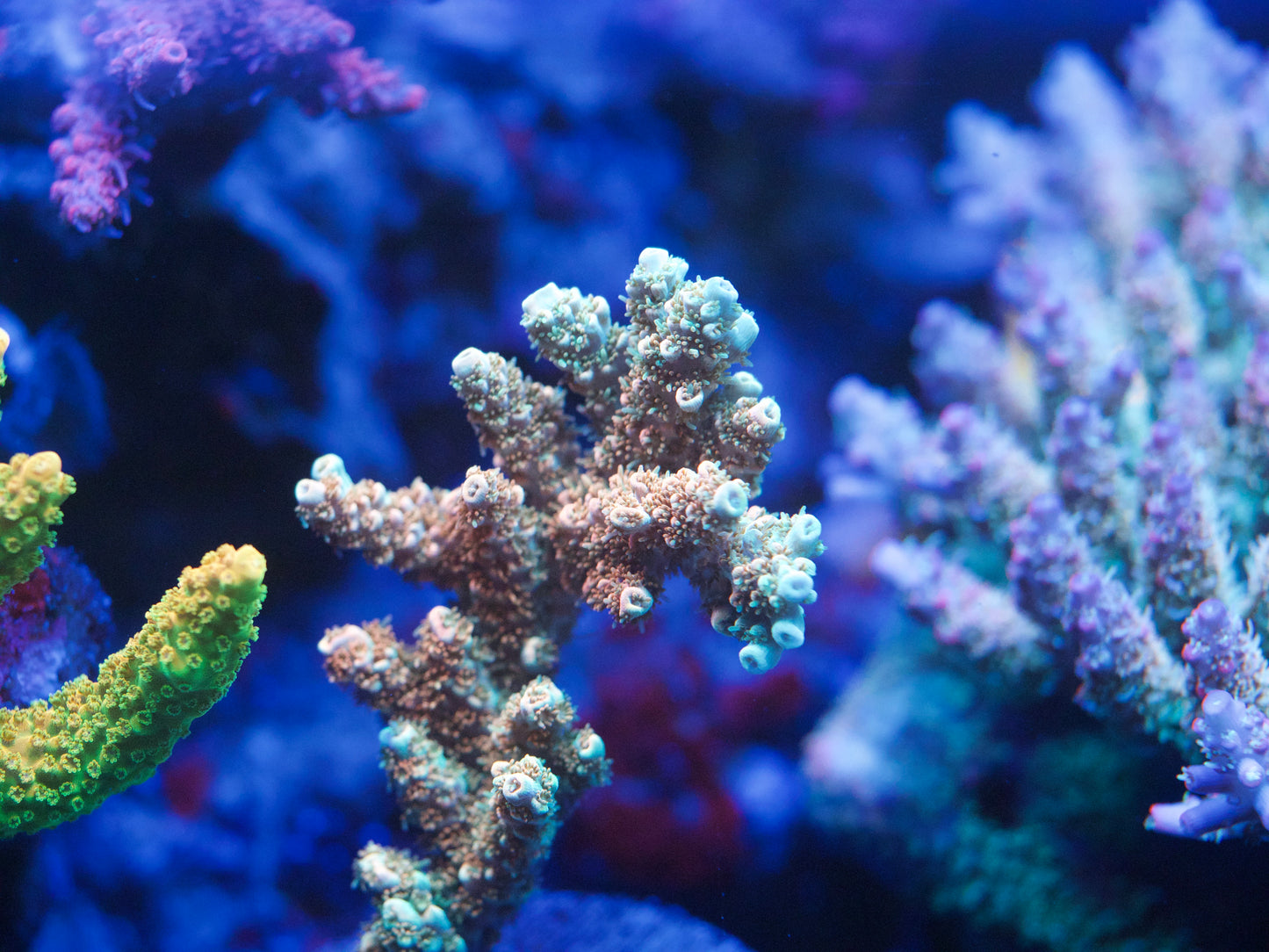 Rainbow Acropora Coral