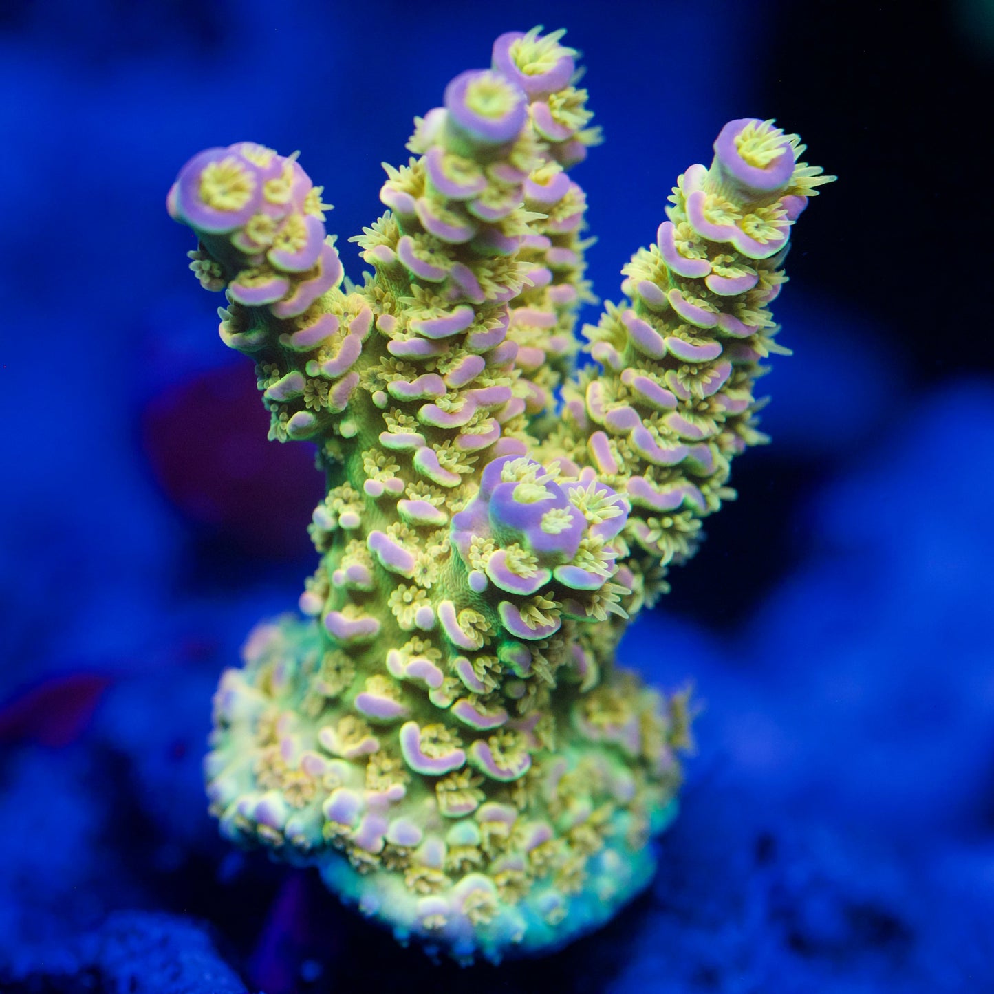 Beautiful Walt Disney Acropora Coral under blue light