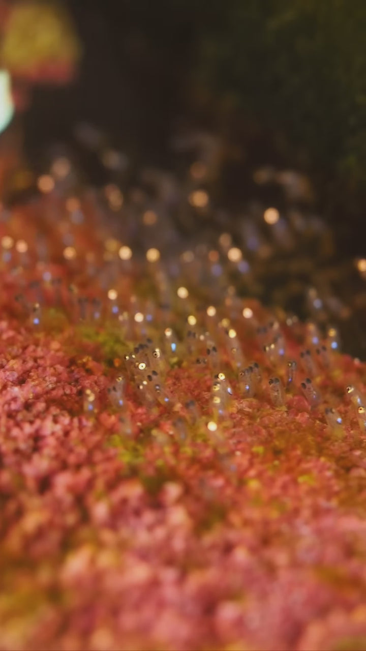 Reef Cloverson clownfish breeding — original Instagram reel DedUKXzt_-3