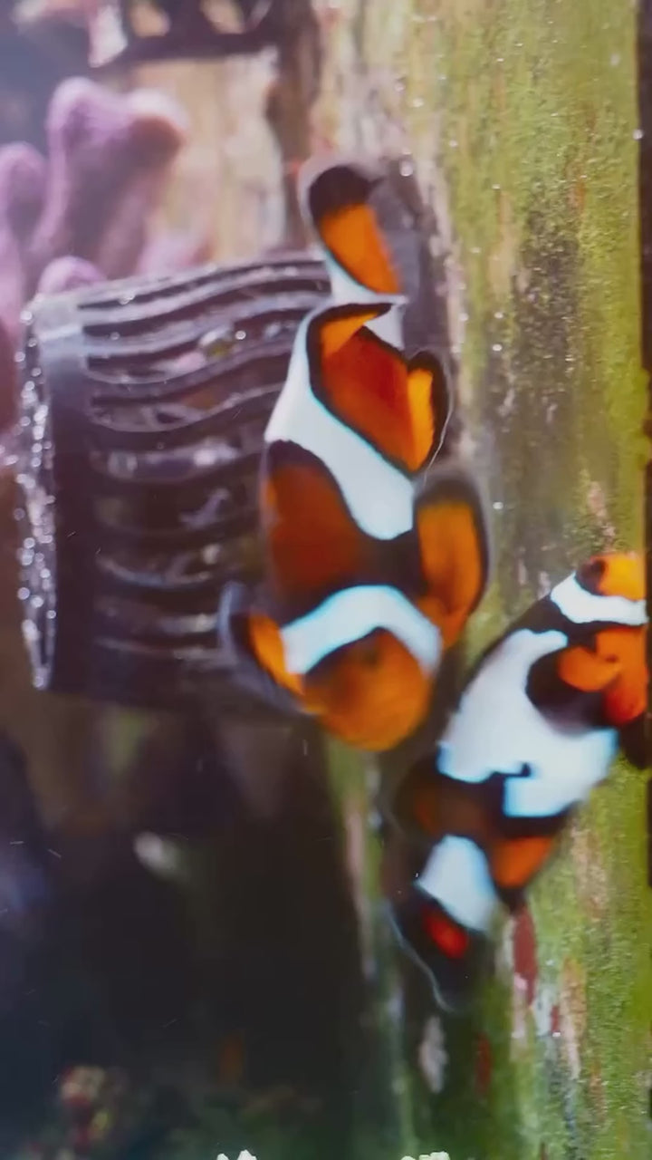 Reef Cloverson clownfish breeding — original Instagram reel DestNgHtrWi