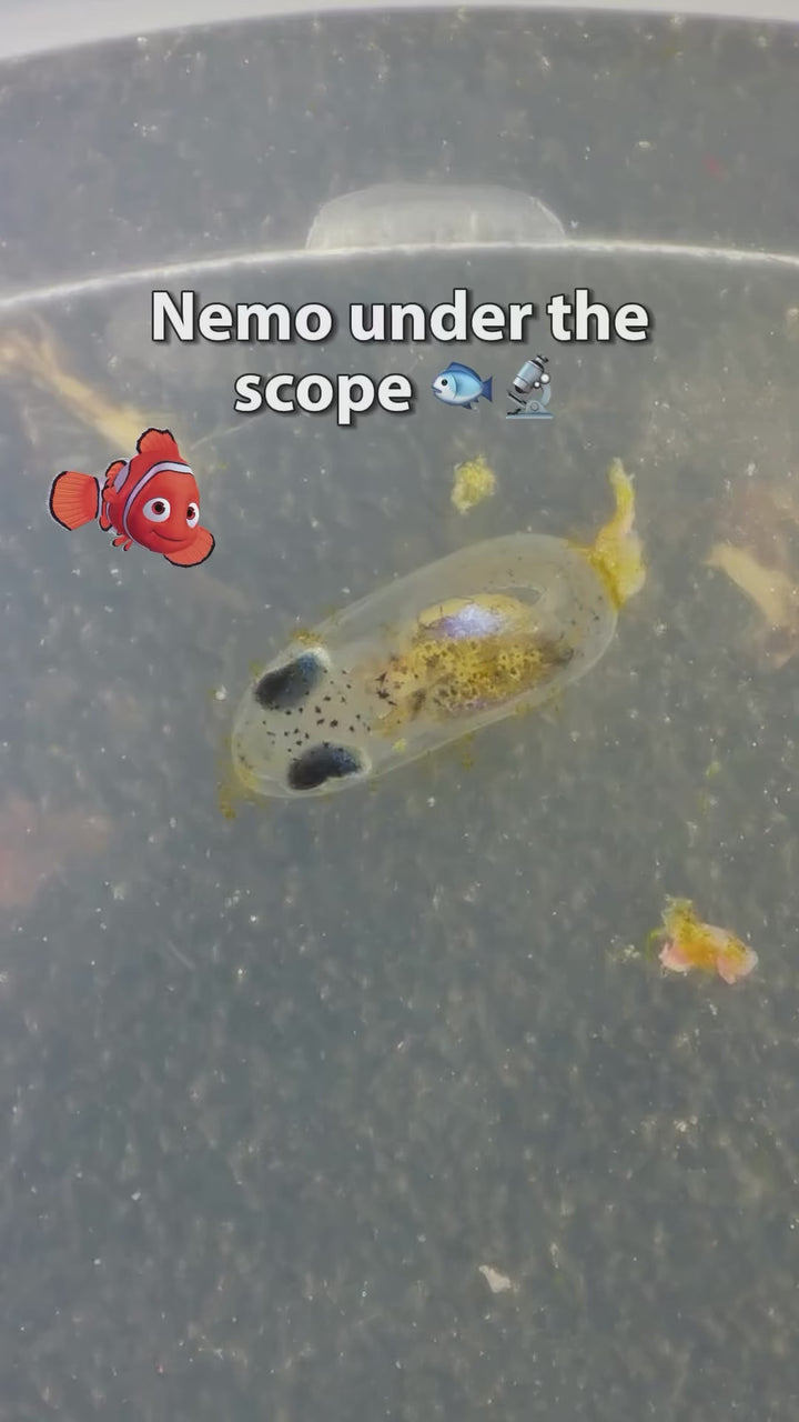 Reef Cloverson clownfish breeding — original Instagram reel DeaZY-ZtiF0