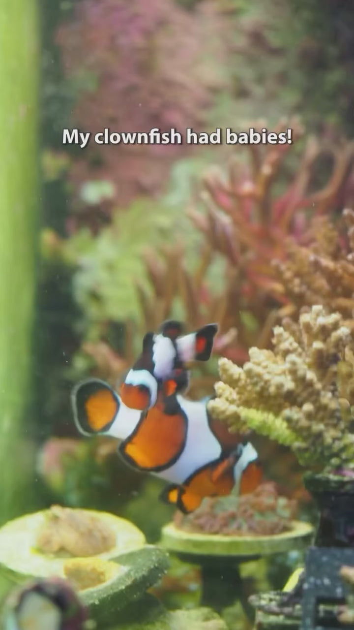 Reef Cloverson clownfish breeding — original Instagram reel Deb7FnKN-fp