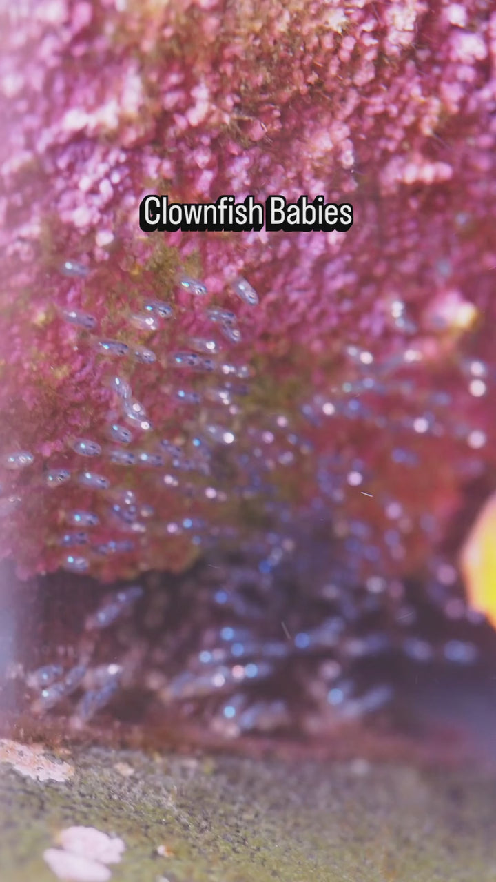 Reef Cloverson clownfish breeding — original Instagram reel DeXylACteIj